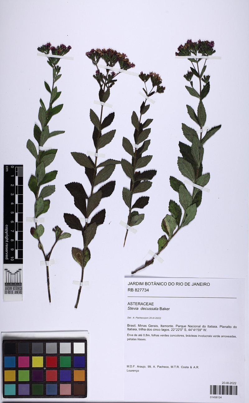 Stevia decussata