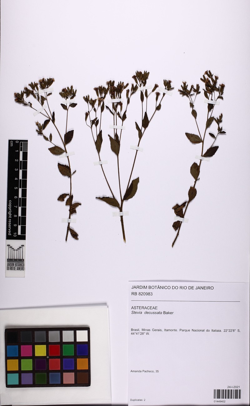 Stevia decussata photo 2