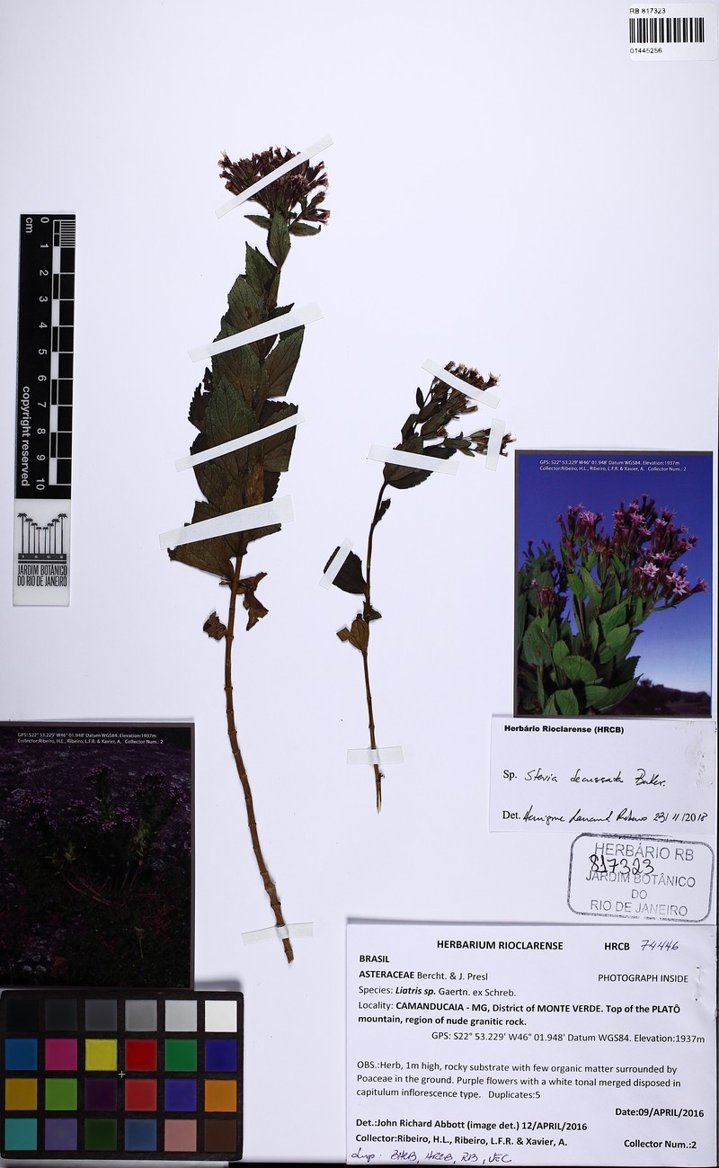 Stevia decussata photo 3