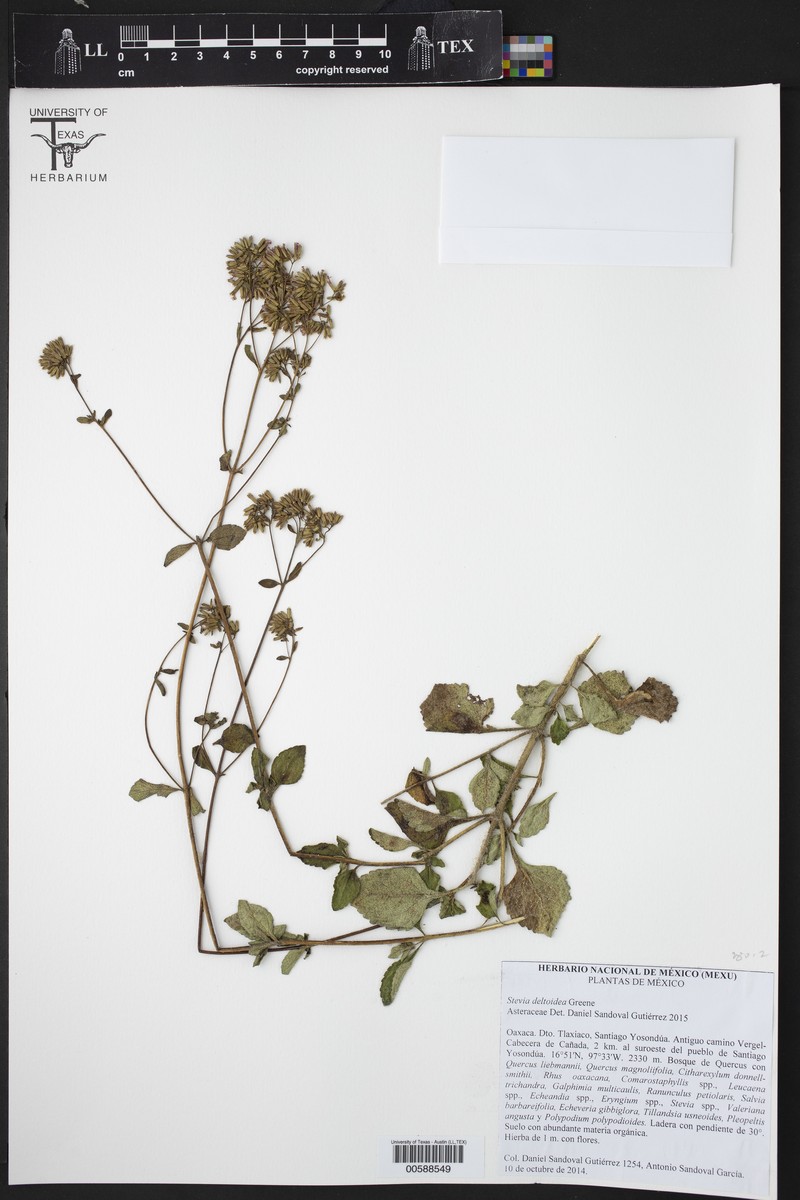 Stevia deltoidea