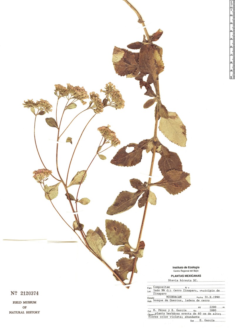 Stevia deltoidea photo 2