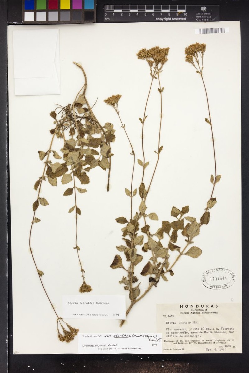 Stevia deltoidea photo 3