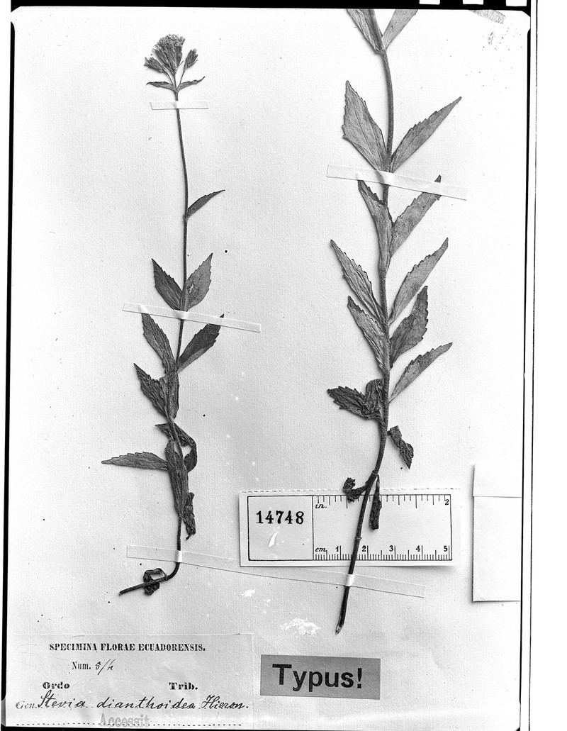 Stevia dianthoidea