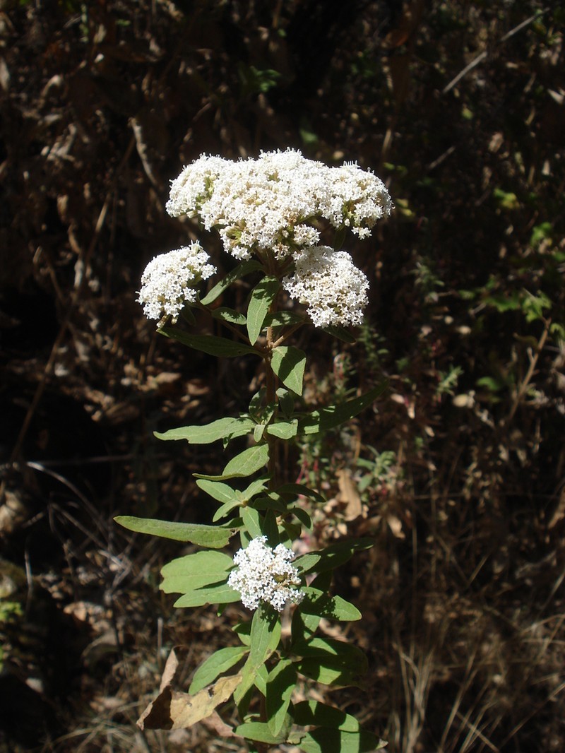 Stevia dictyophylla