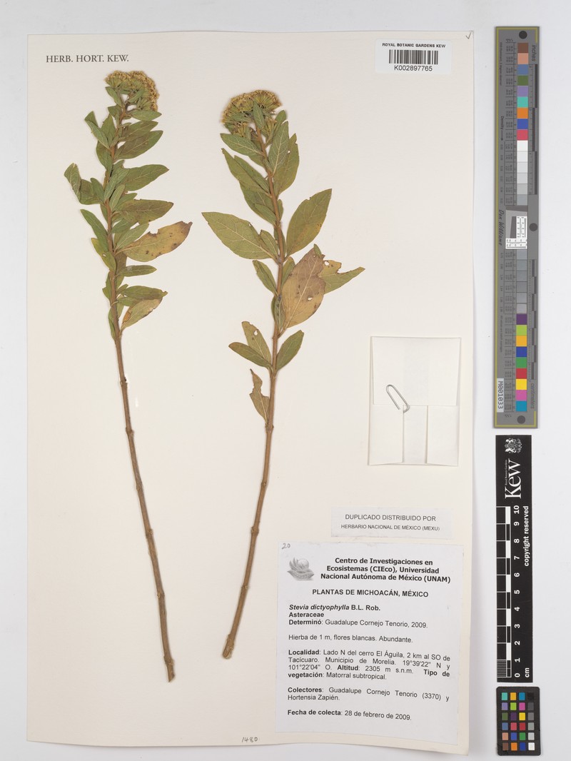 Stevia dictyophylla photo 2