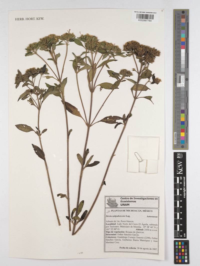 Stevia dictyophylla photo 3