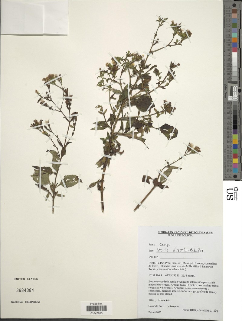 Stevia discolor