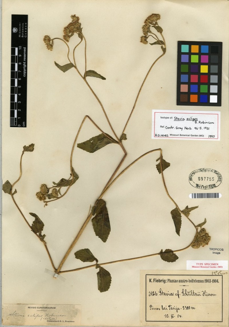Stevia eclipes
