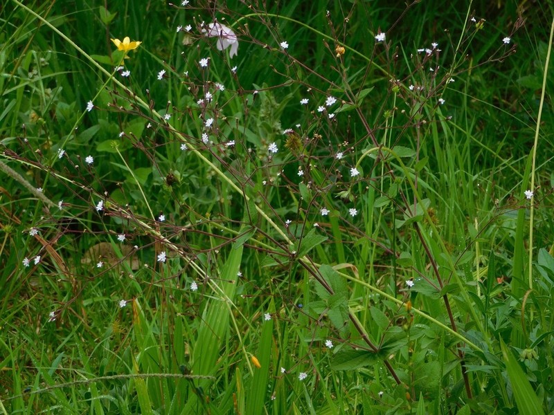 Stevia elatior