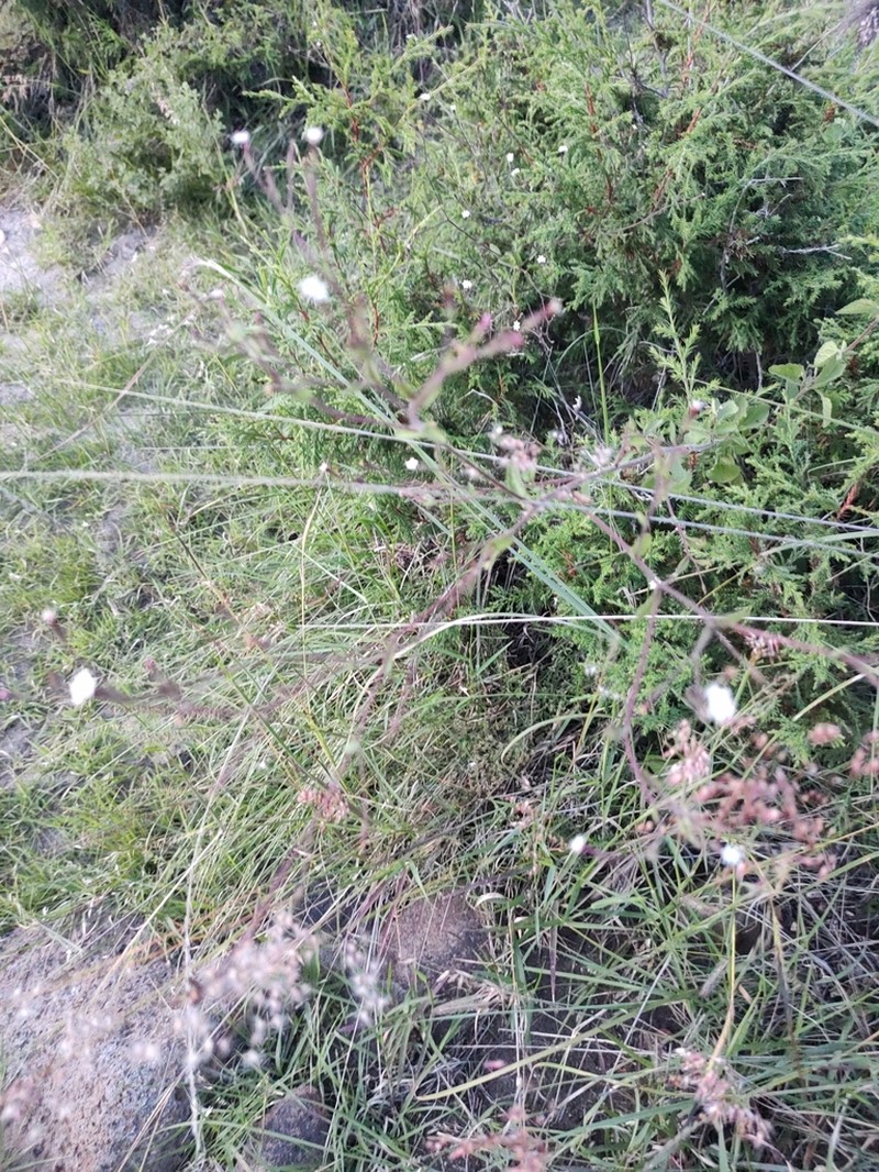 Stevia elatior photo 2