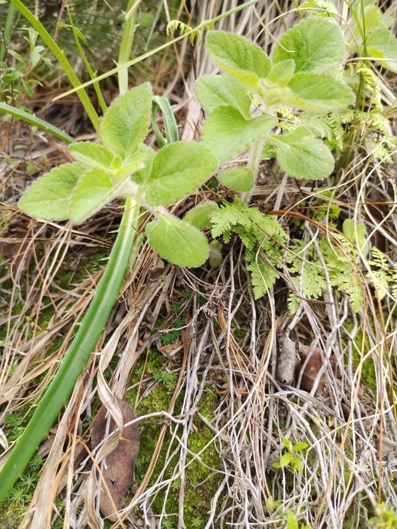 Stevia elatior photo 3