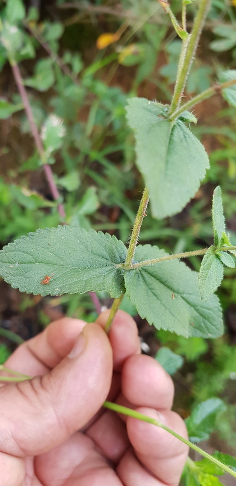 Stevia elatior photo 5