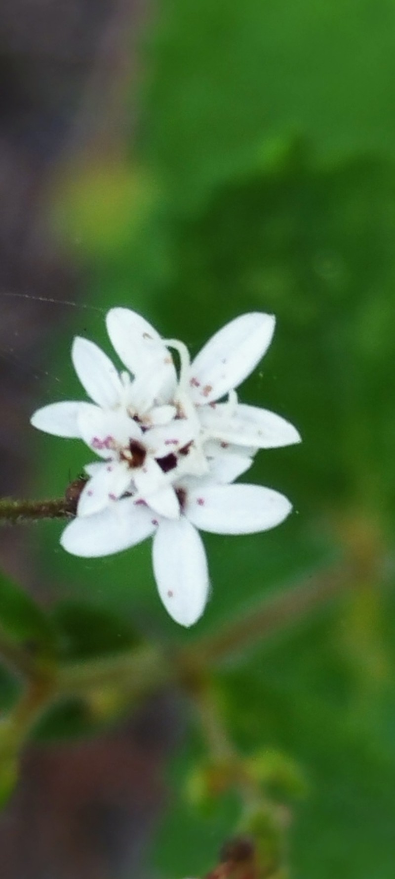 Stevia elatior photo 6
