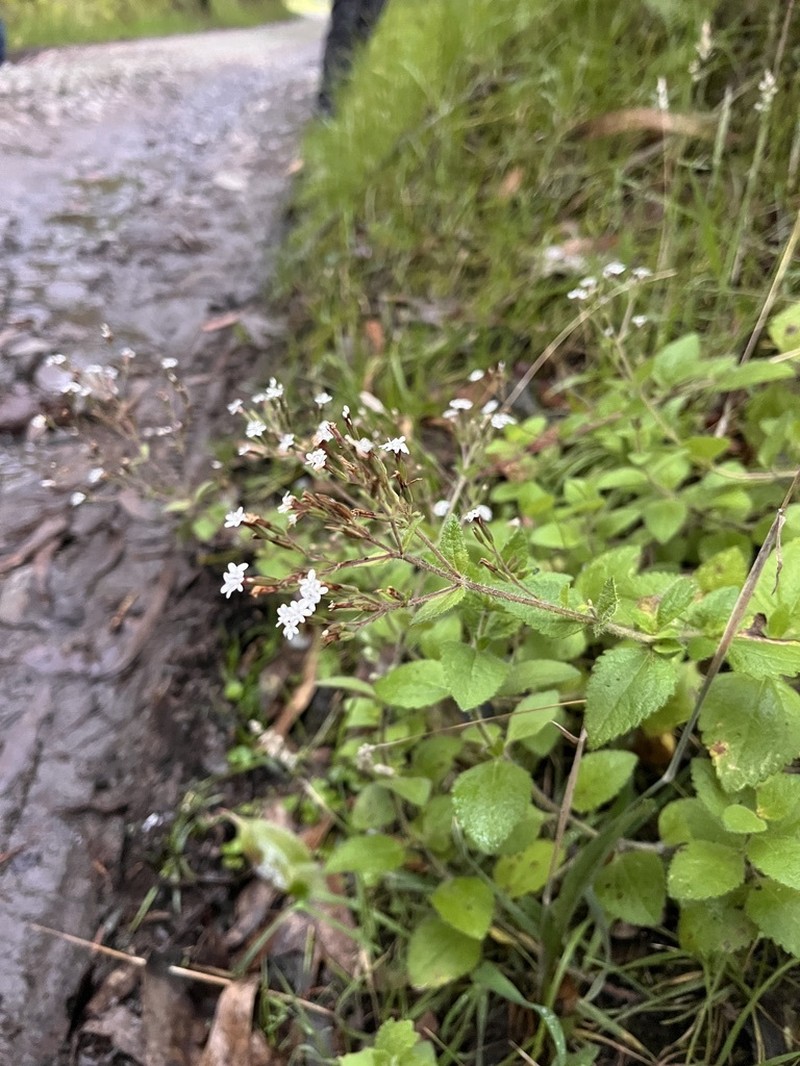 Stevia elatior photo 7