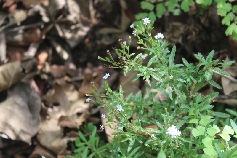 Stevia elatior photo 8