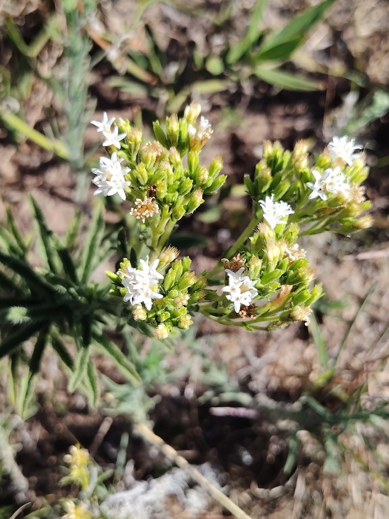 Stevia entreriensis