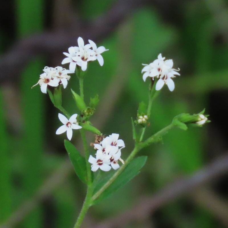 Stevia entreriensis photo 2