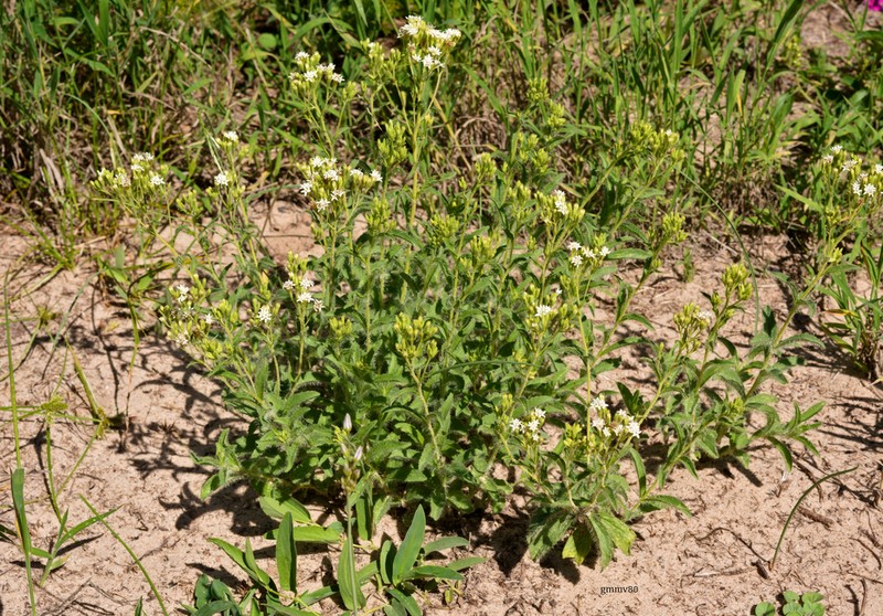 Stevia entreriensis photo 3