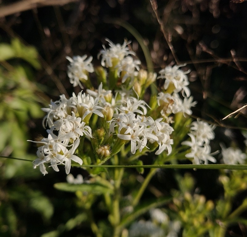 Stevia entreriensis photo 4