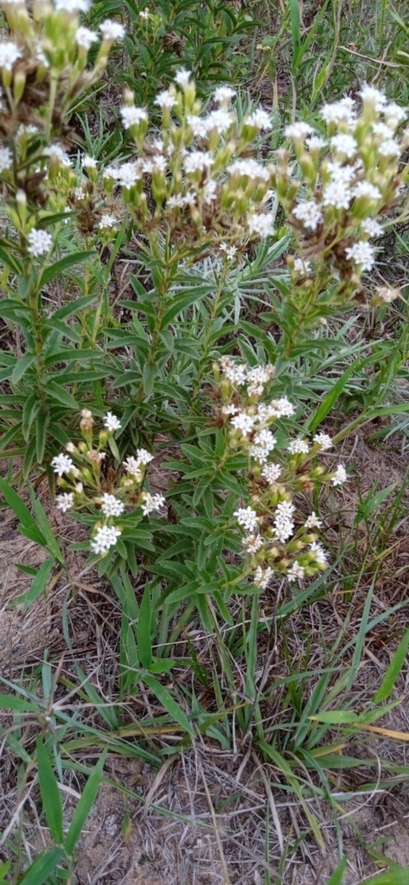 Stevia entreriensis photo 5