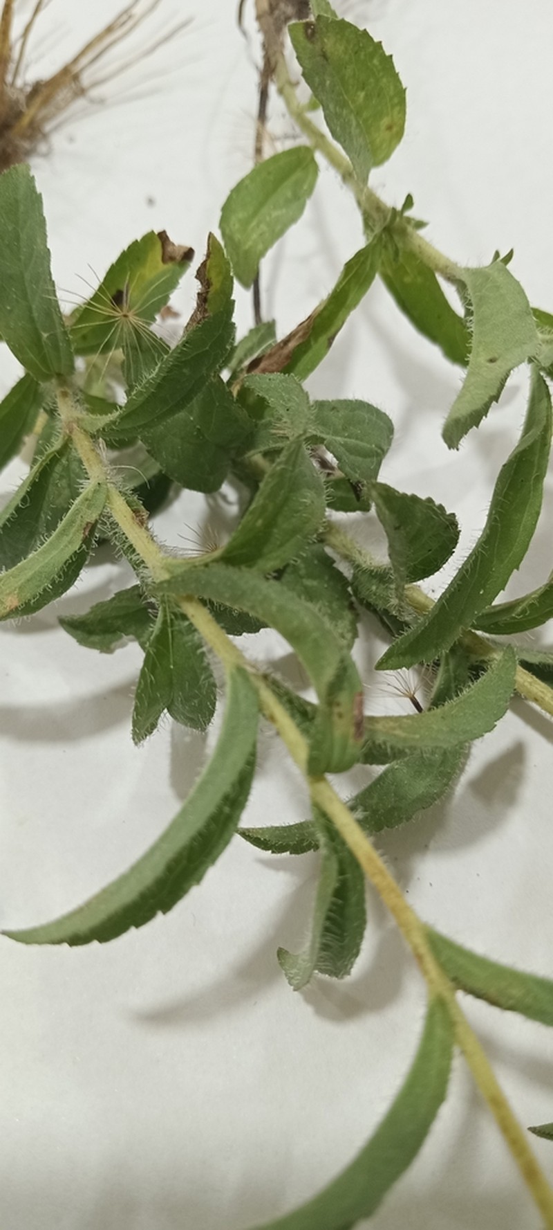 Stevia entreriensis photo 6
