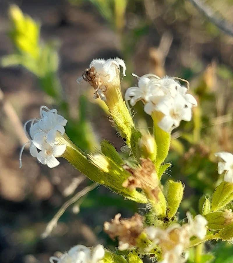 Stevia entreriensis photo 7