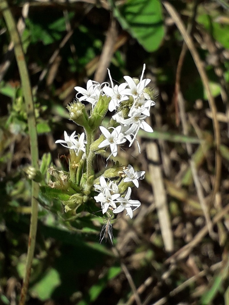 Stevia entreriensis photo 8