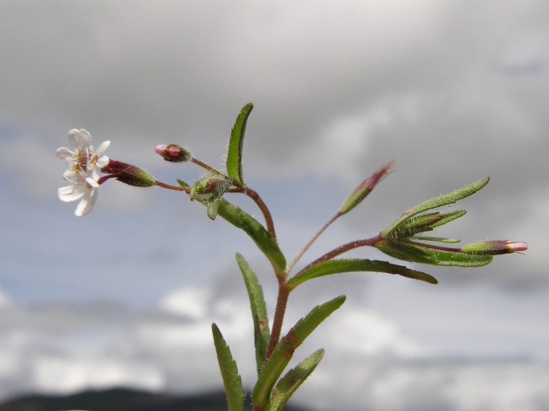 Stevia ephemera