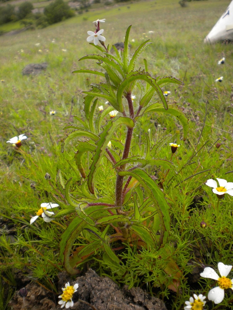 Stevia ephemera photo 2