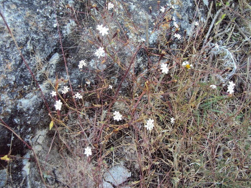 Stevia ephemera photo 3
