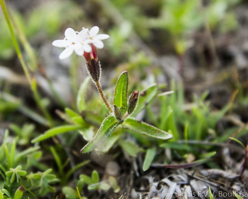 Stevia ephemera photo 4