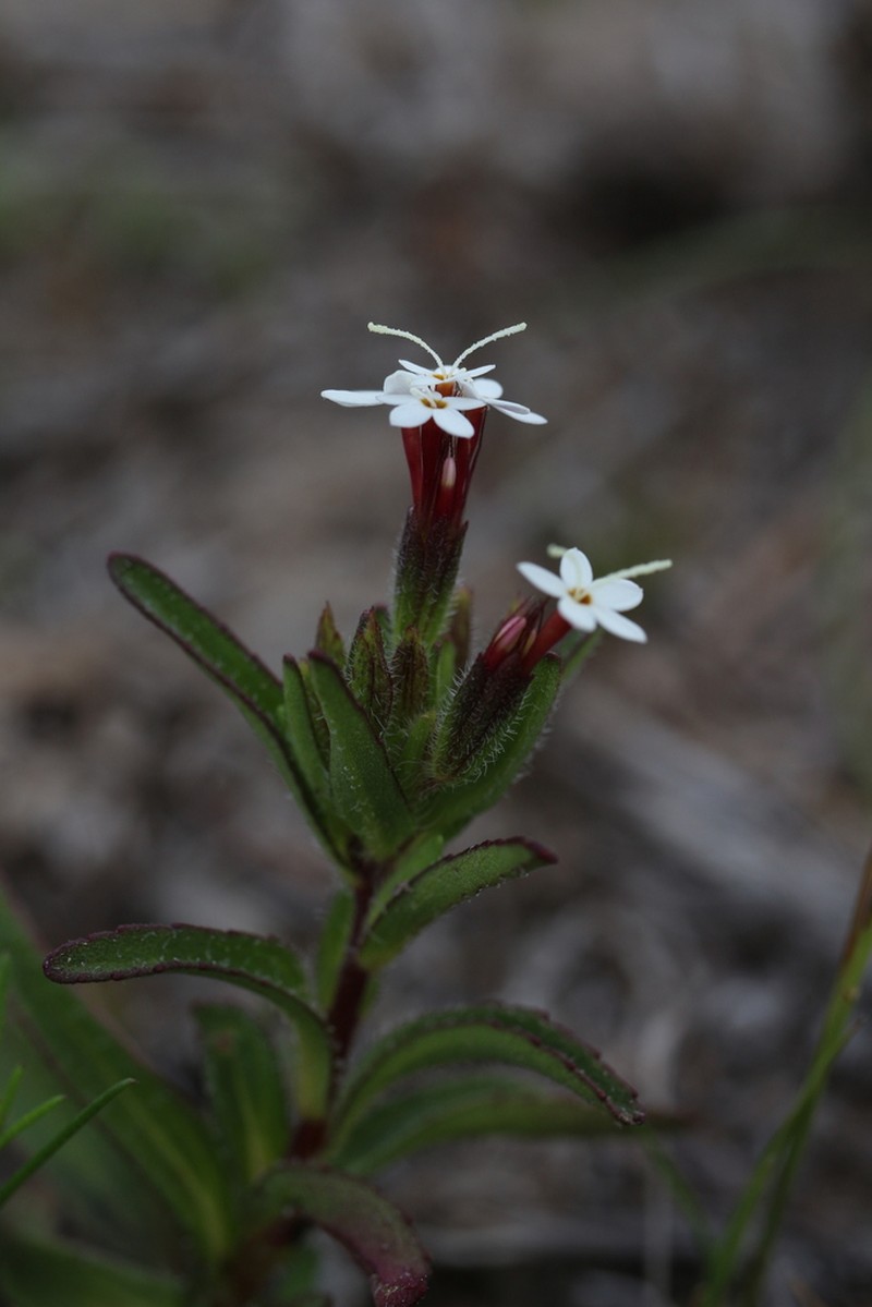 Stevia ephemera photo 5