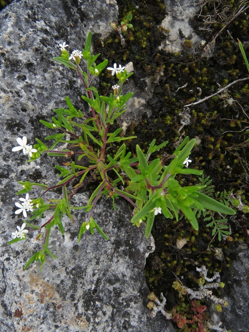 Stevia ephemera photo 6