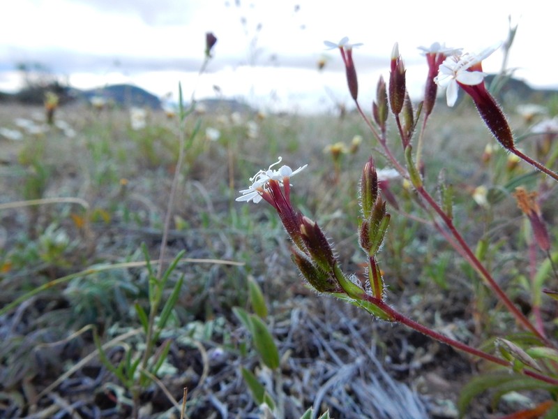Stevia ephemera photo 7