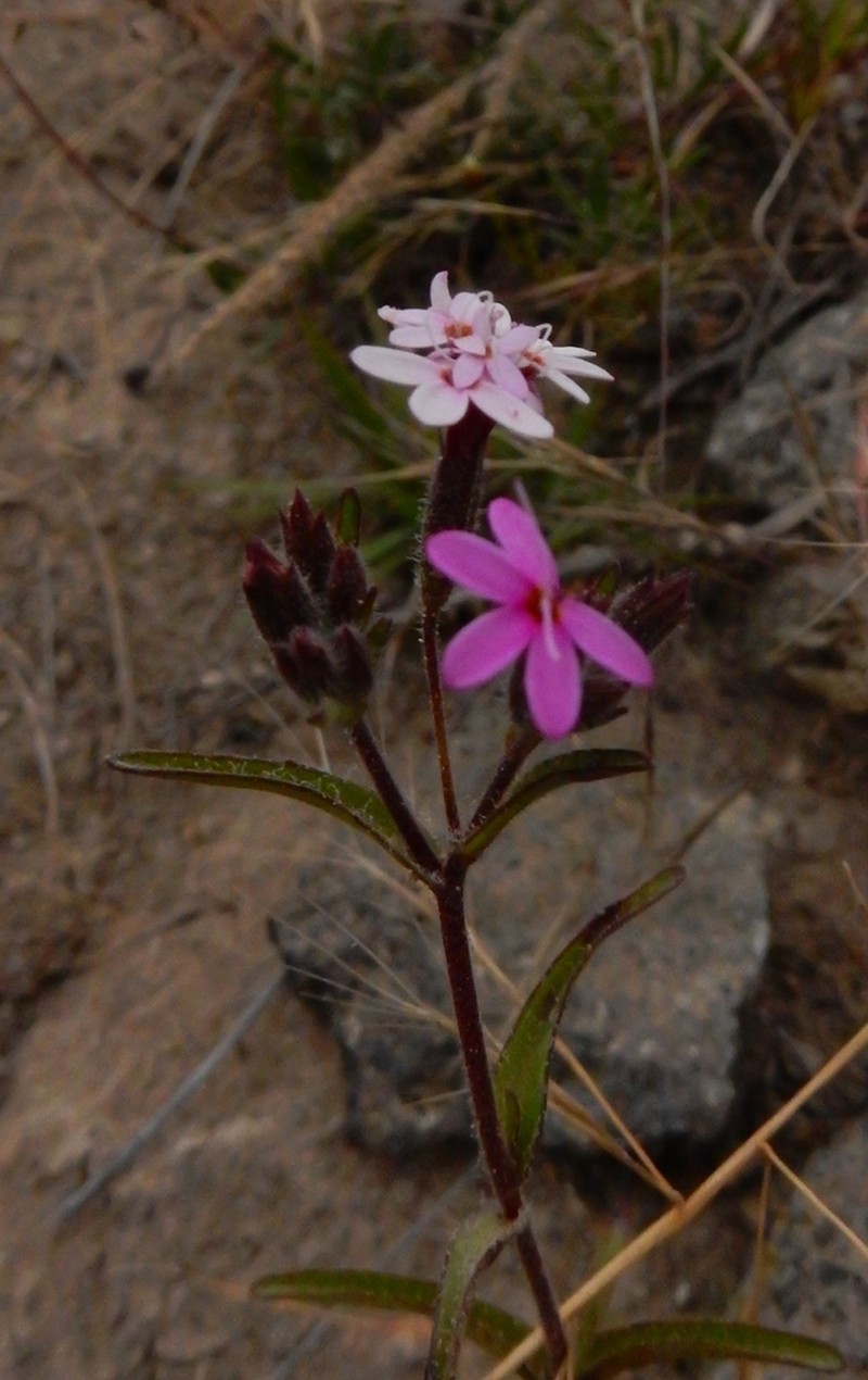 Stevia ephemera photo 8