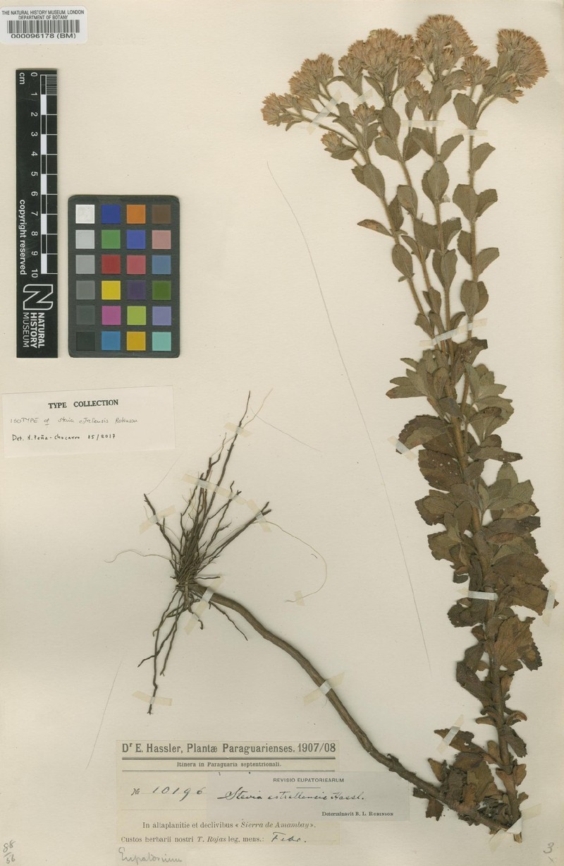 Stevia estrellensis