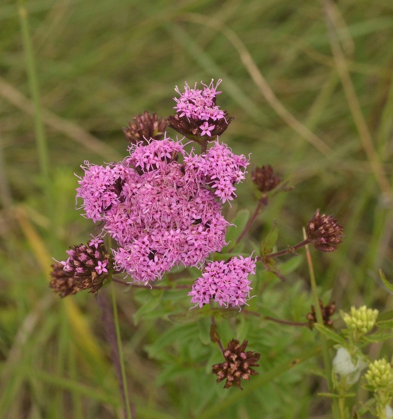 Stevia eupatoria photo 2