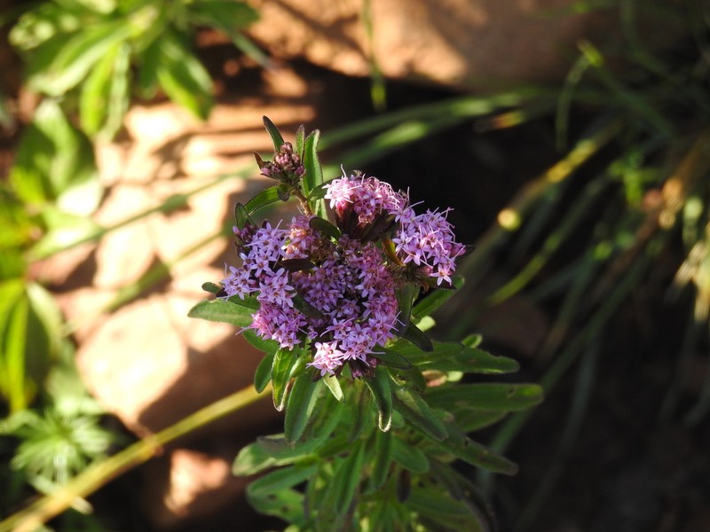 Stevia eupatoria photo 3