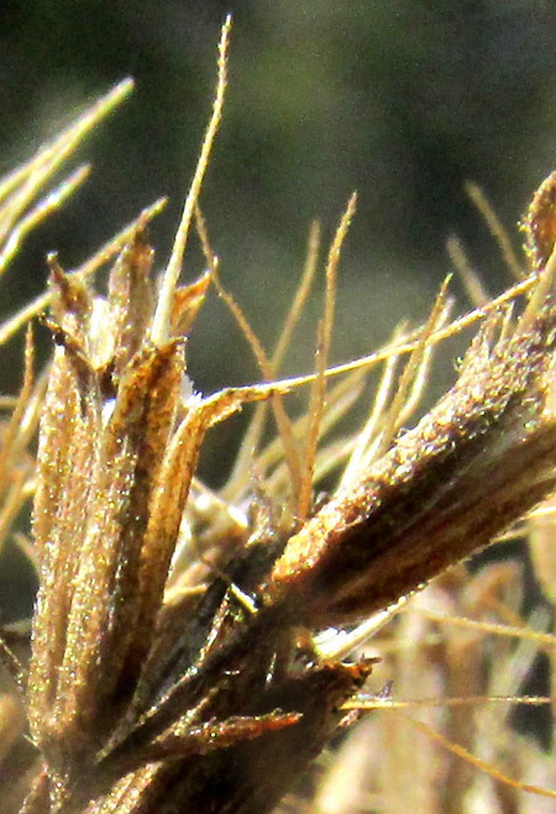Stevia eupatoria photo 4
