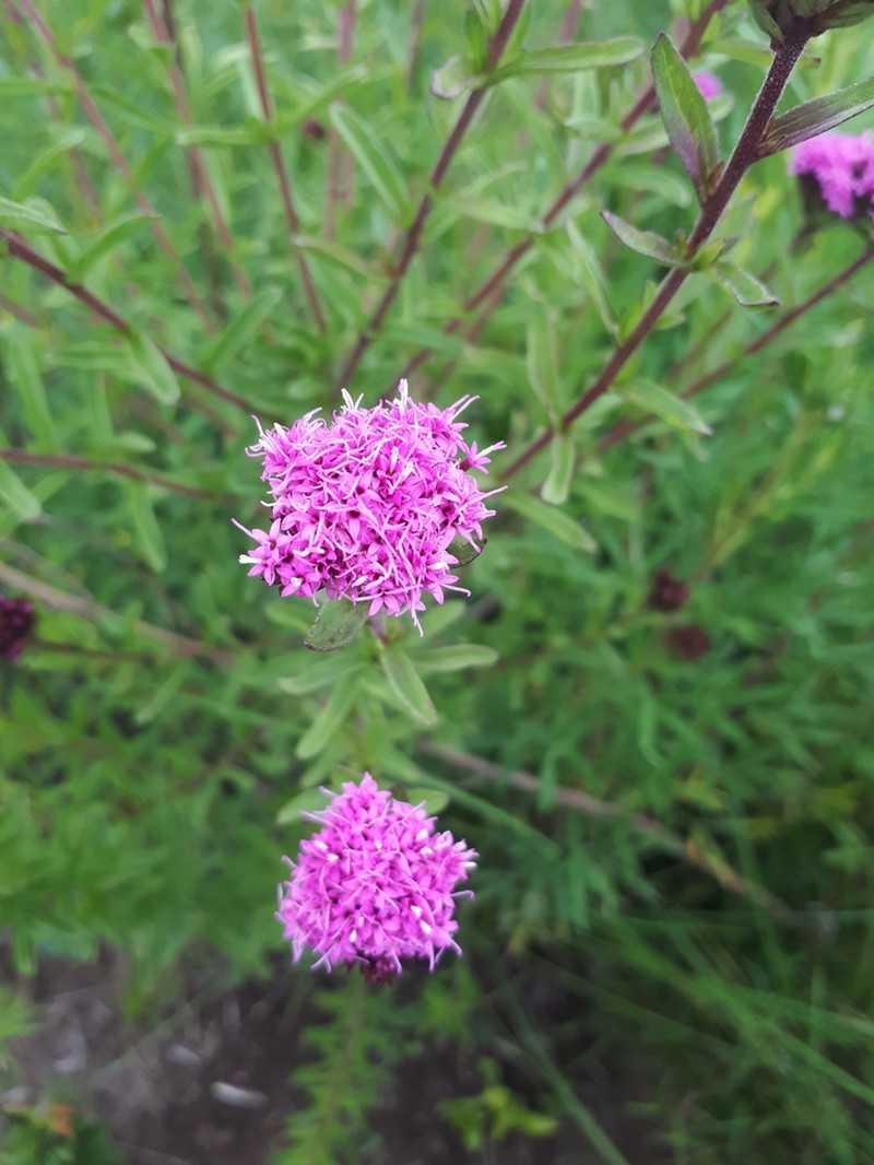 Stevia eupatoria photo 6