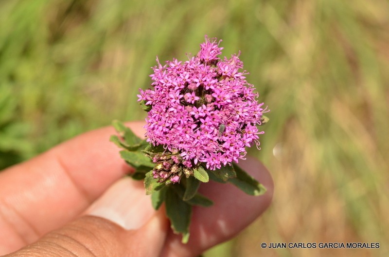 Stevia eupatoria photo 7