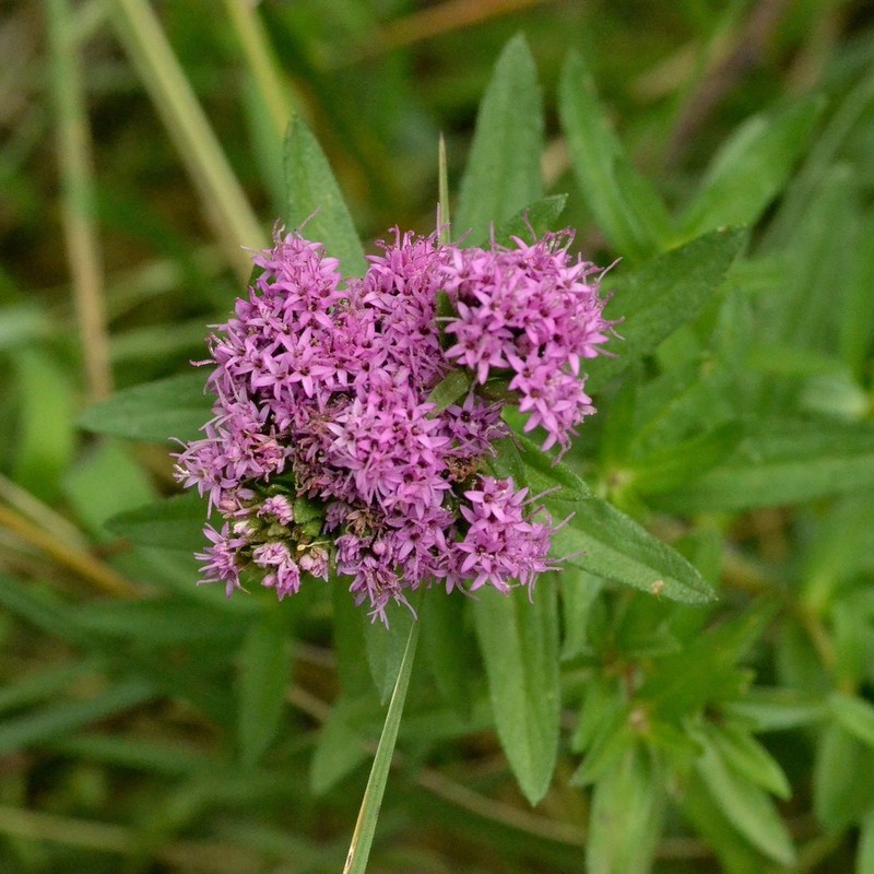 Stevia eupatoria photo 8