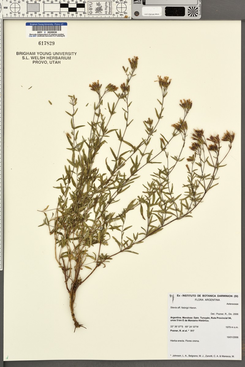 Stevia fiebrigii