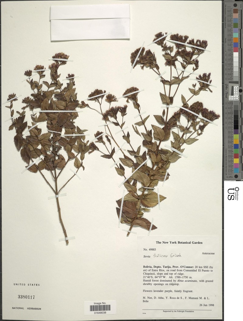 Stevia fruticosa