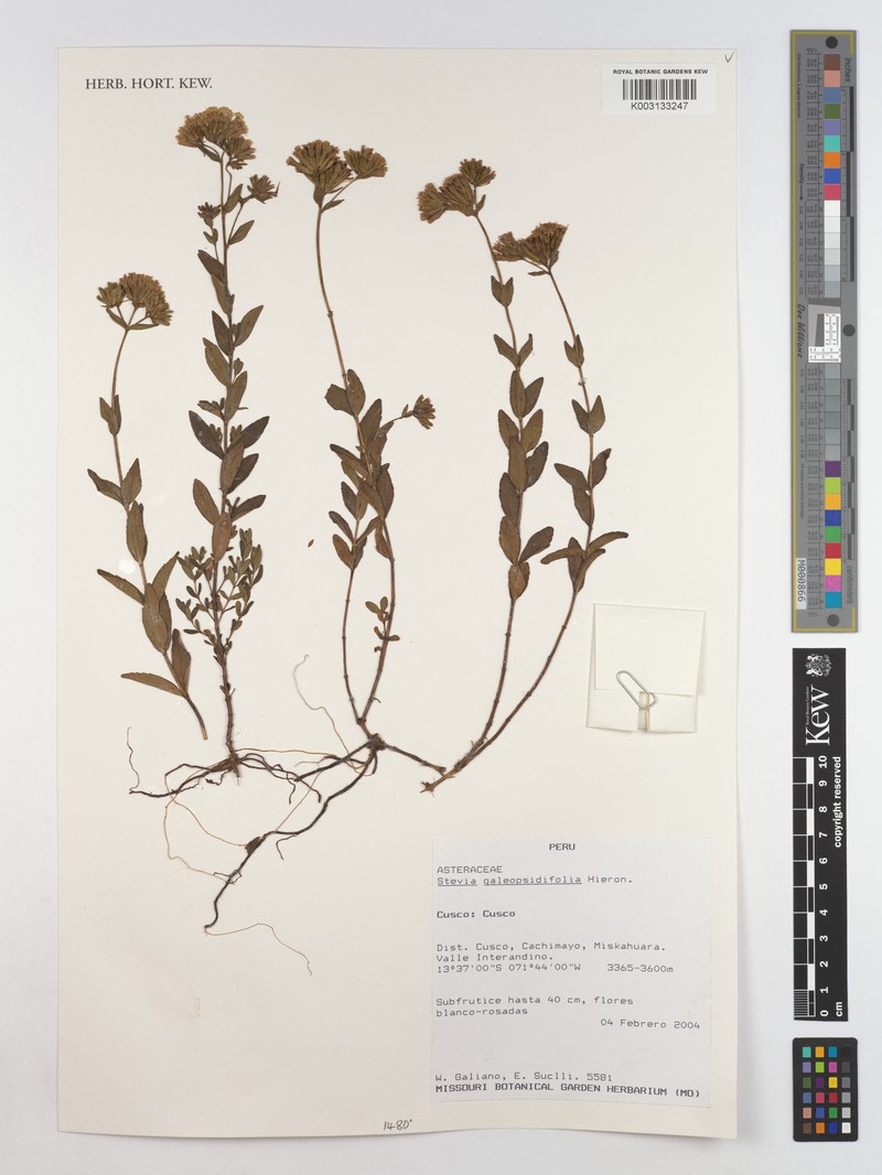 Stevia galeopsidifolia