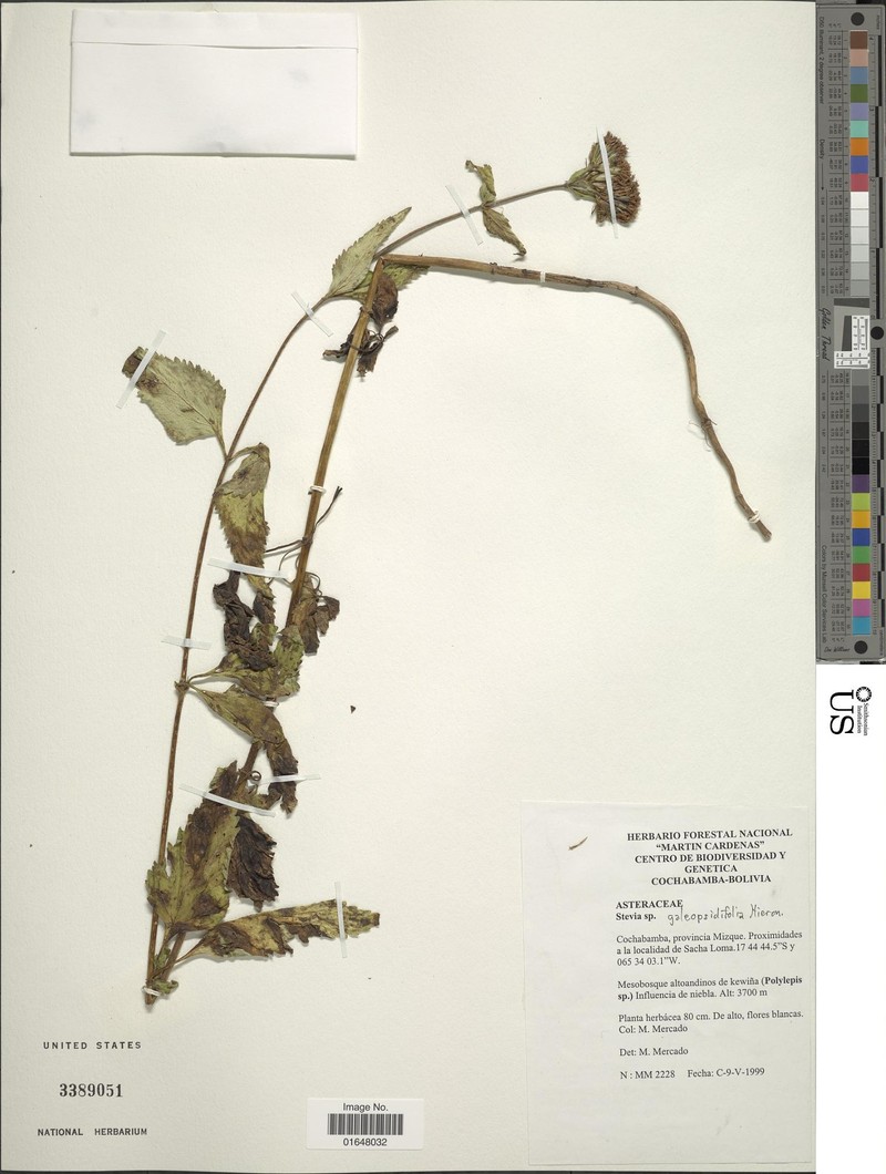 Stevia galeopsidifolia photo 2