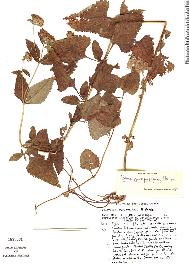 Stevia galeopsidifolia photo 3