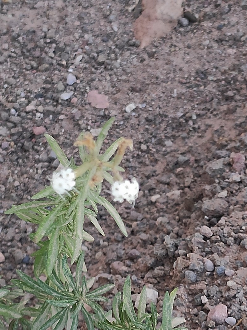 Stevia gilliesii