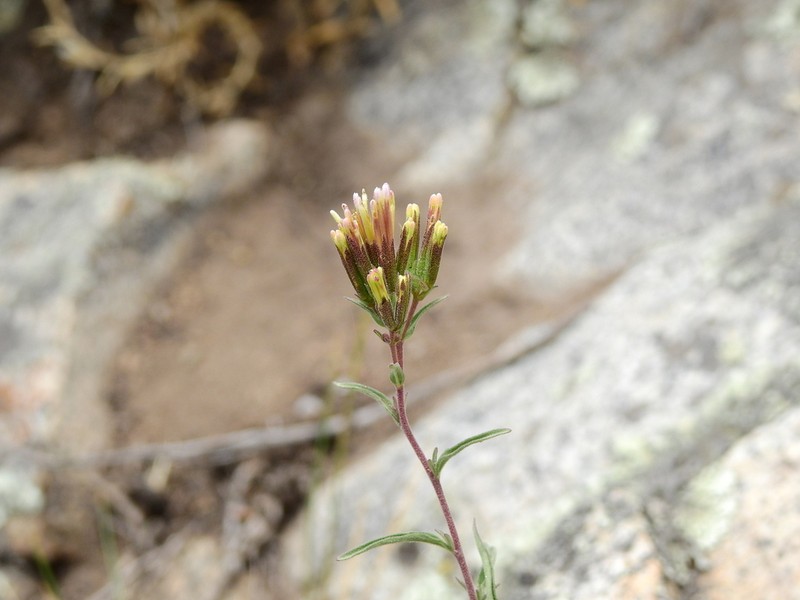 Stevia gilliesii photo 2