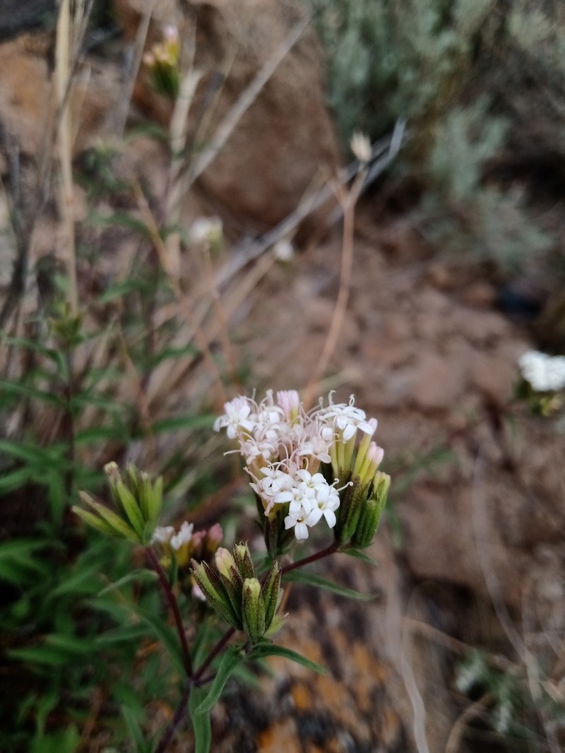 Stevia gilliesii photo 3